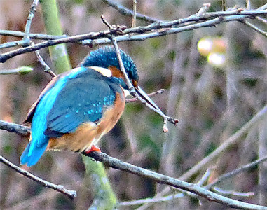 eisvogel