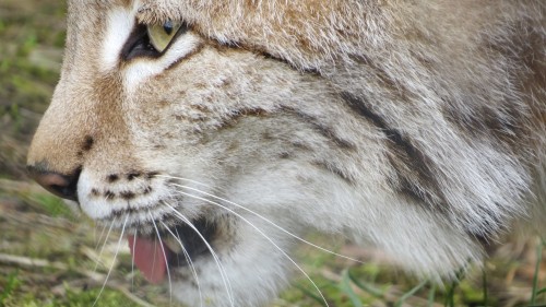 luchs