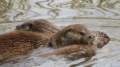 otter